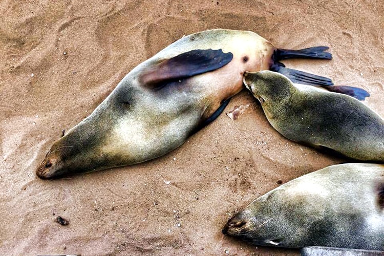 Cape cross seal colony, Namibia