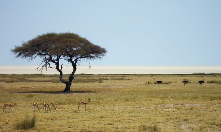 Savanna in Etosha National Park, Namibia