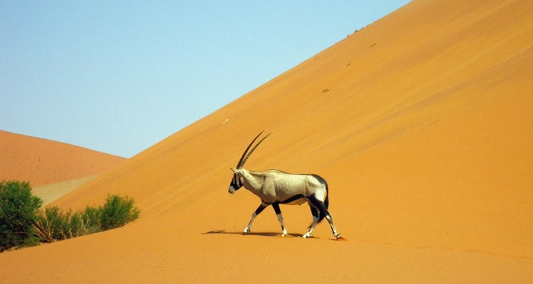 Lonely oryx walking in front of Dune 45, Namib Naukluft National Park, Namibia