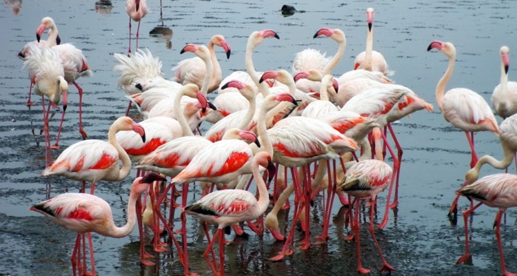 A picture of flamingo bird in Walvis Bay, Namibia