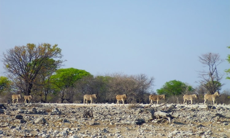 Zabras marching to the waterhole, Etosha National Park, Namibia